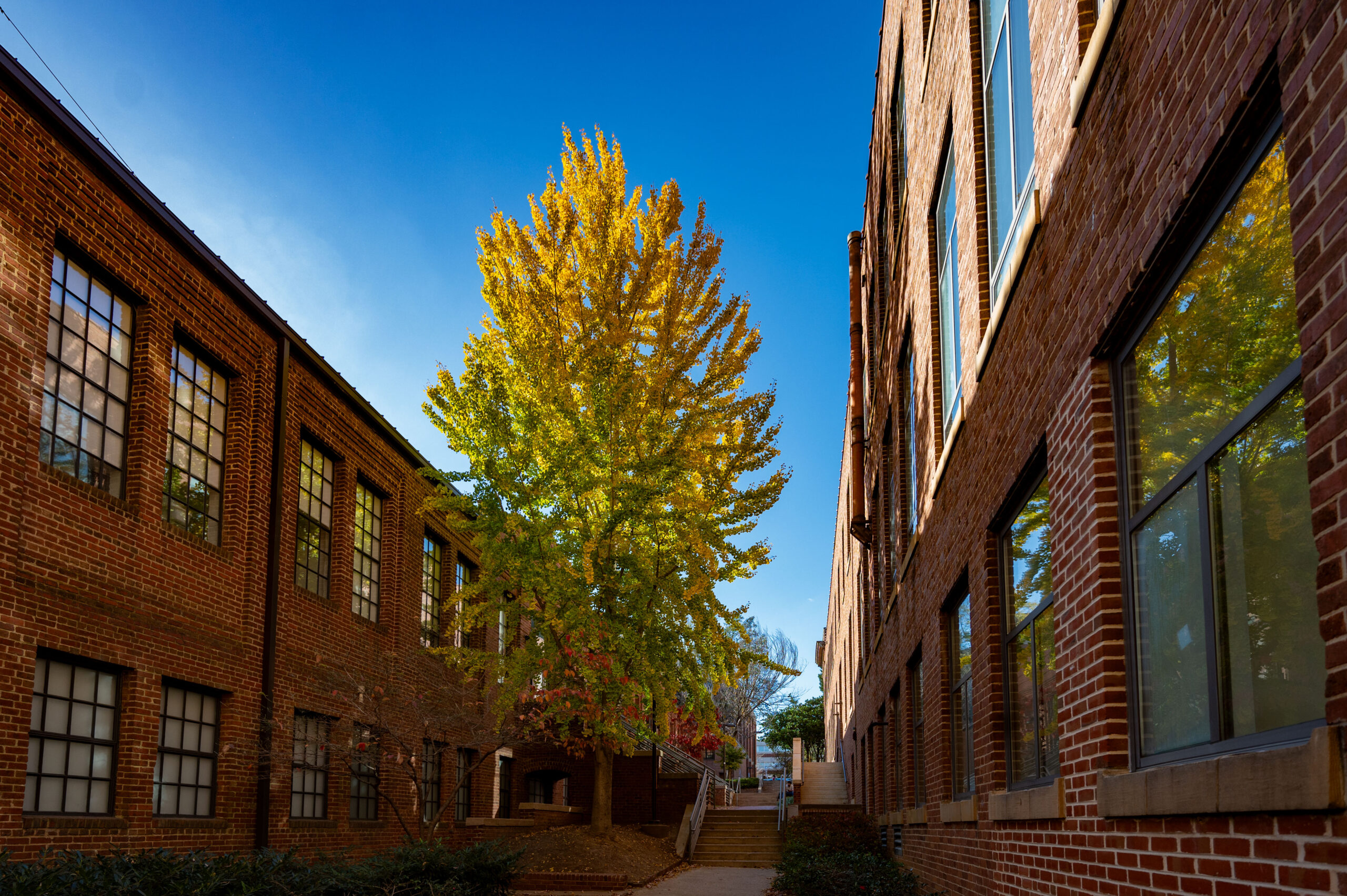The ginkgo tree behind Park Shops on North campus. Photo by Becky Kirkland.